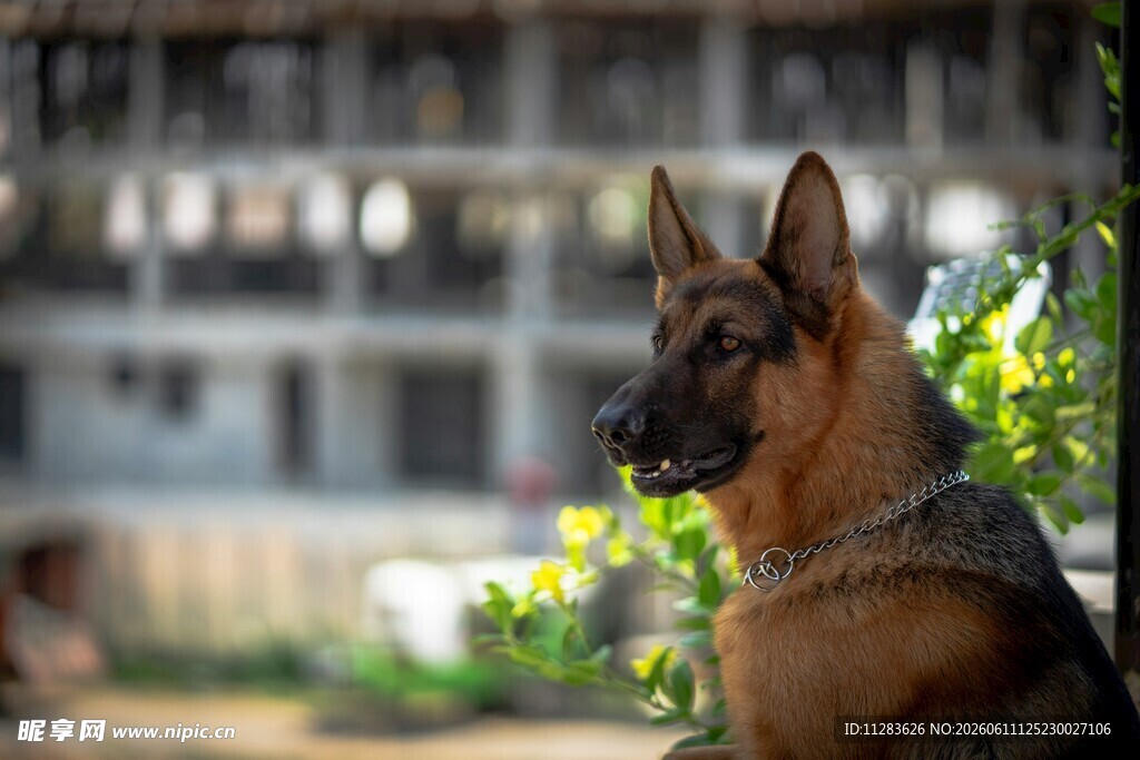 户外的警觉德国牧羊犬