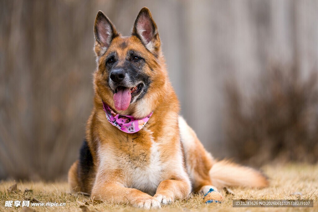 德国牧羊犬惬意趴坐