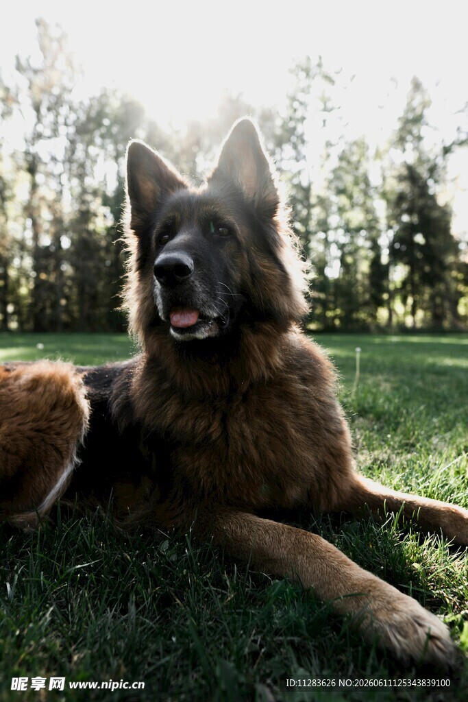 草地上的德国牧羊犬