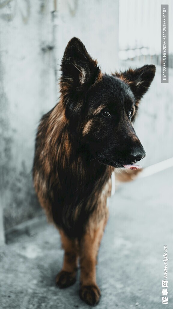 站立的德国牧羊犬