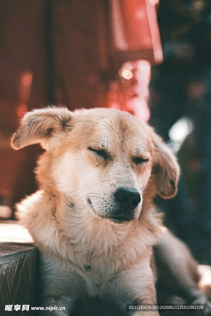 慵懒小狗惬意休憩