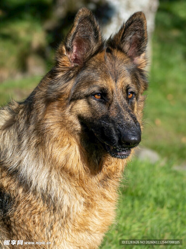 德国牧羊犬户外帅气模