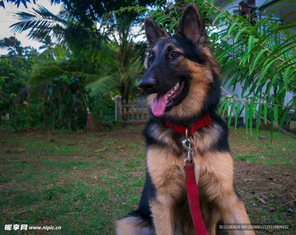 坐着的帅气德国牧羊犬