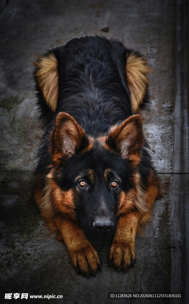趴着的德国牧羊犬