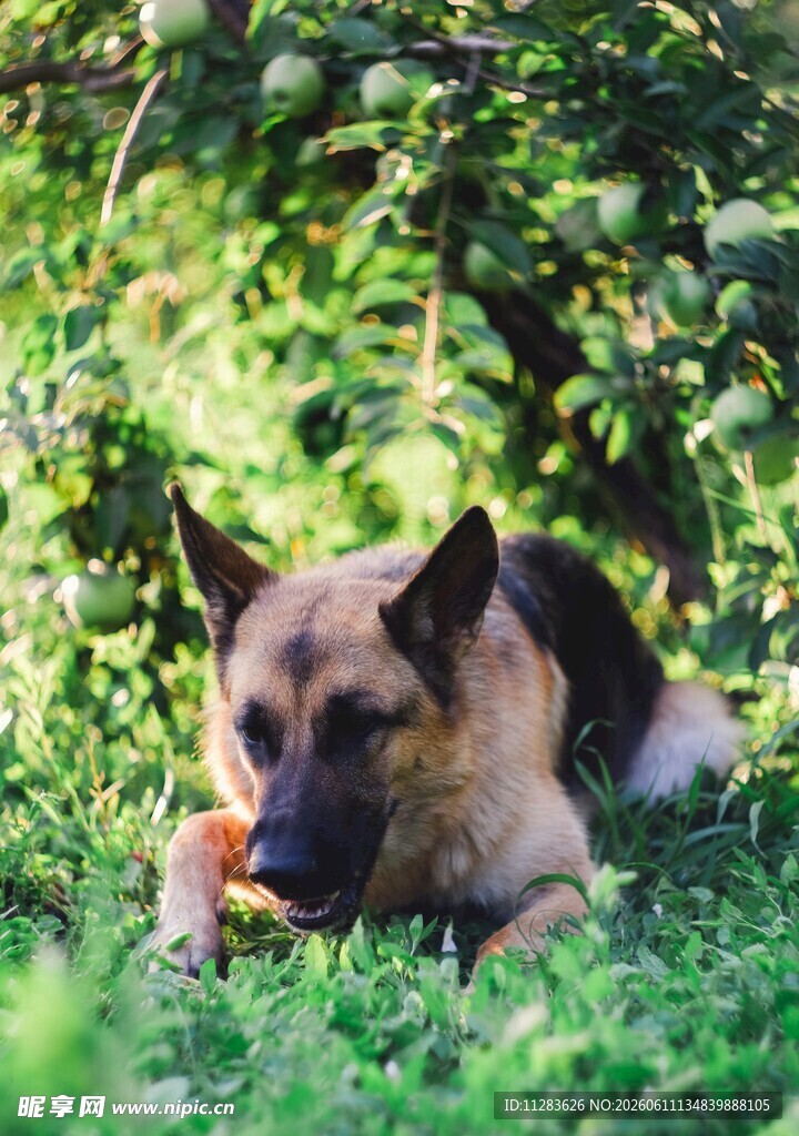 德国牧羊犬草地啃咬苹果