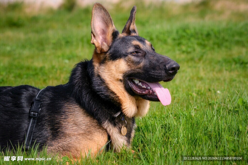 草地中的德国牧羊犬