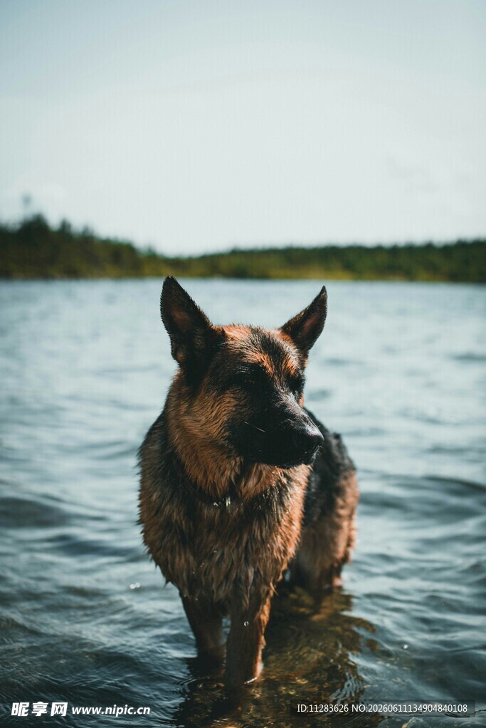 水中的德国牧羊犬
