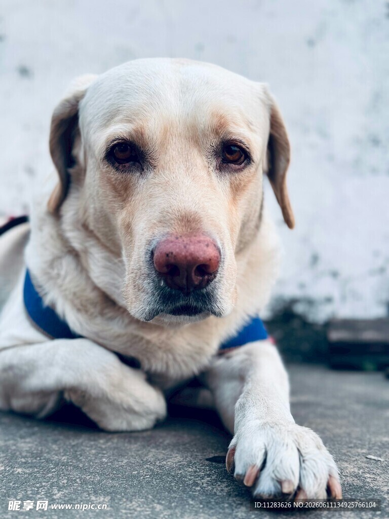 趴着的可爱拉布拉多犬