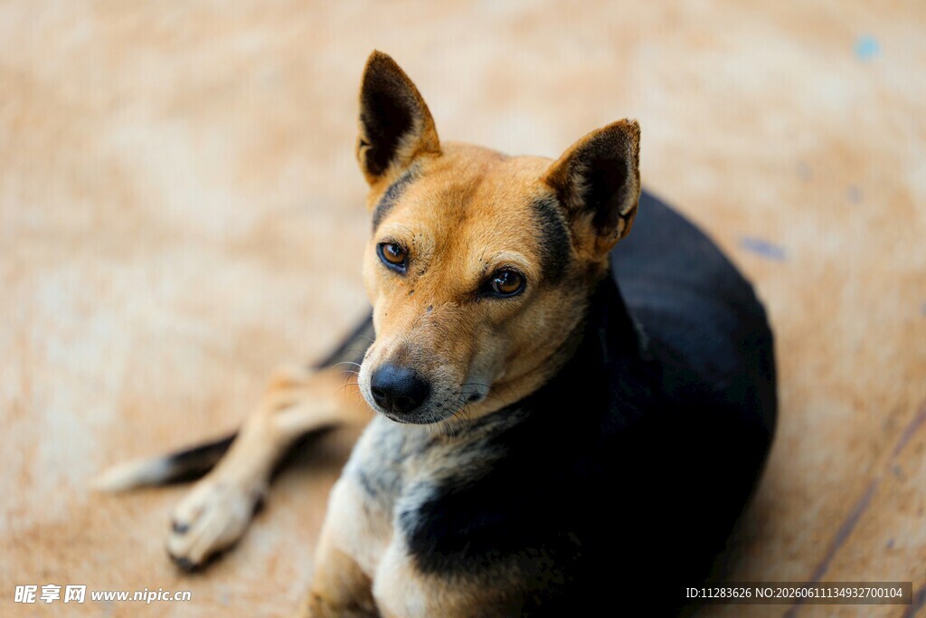 趴着的三色犬