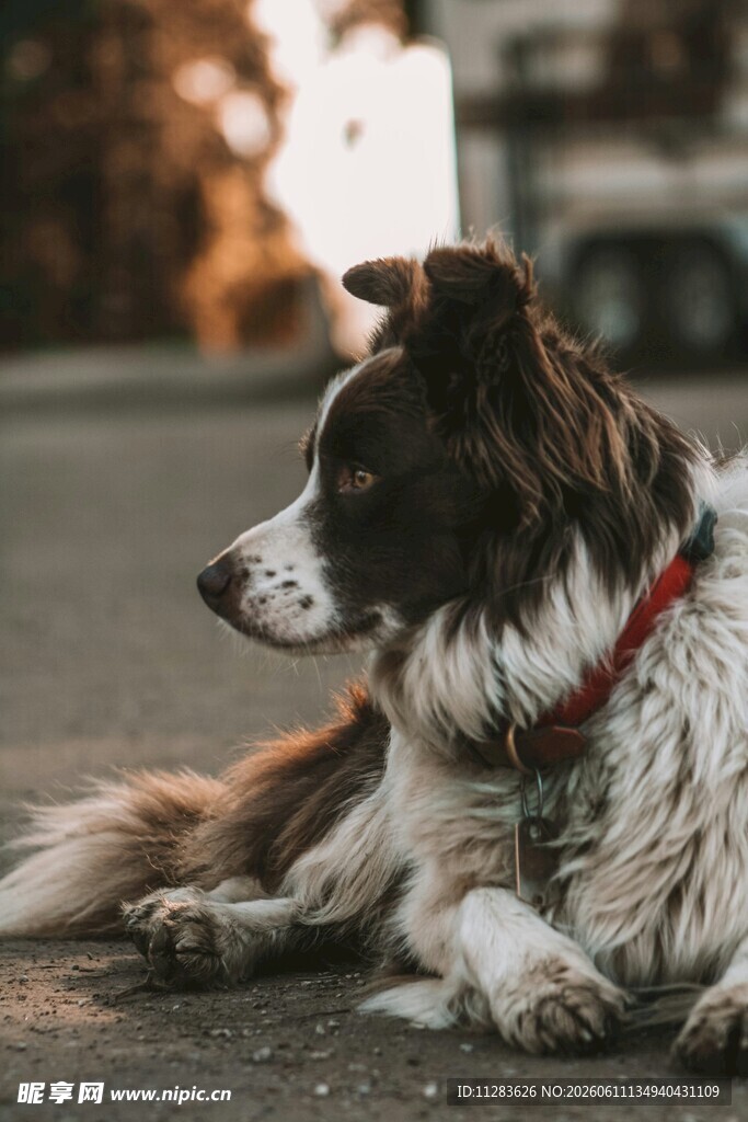 趴地休憩的边牧犬