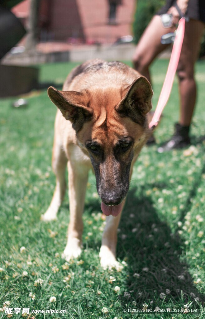 草地上的帅气德国牧羊犬