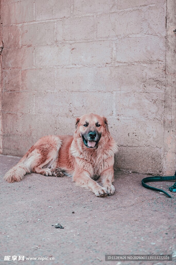趴着的金毛犬
