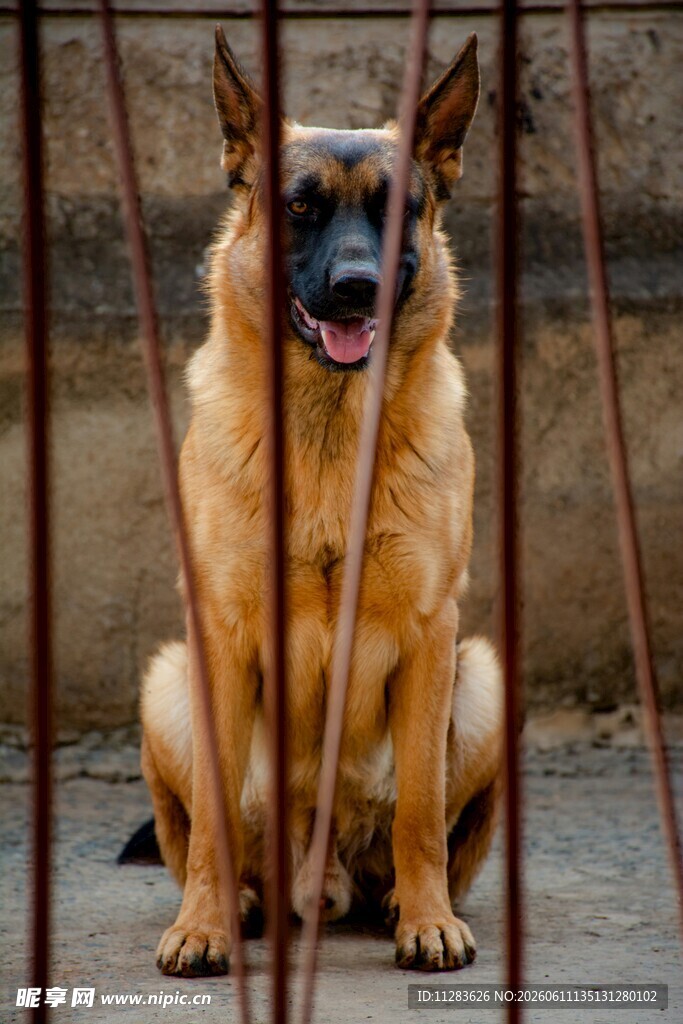 铁栏后的德国牧羊犬