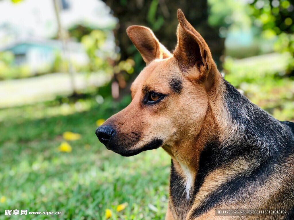 草地上的帅气德国牧羊犬