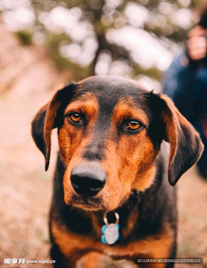 可爱棕黑犬特写