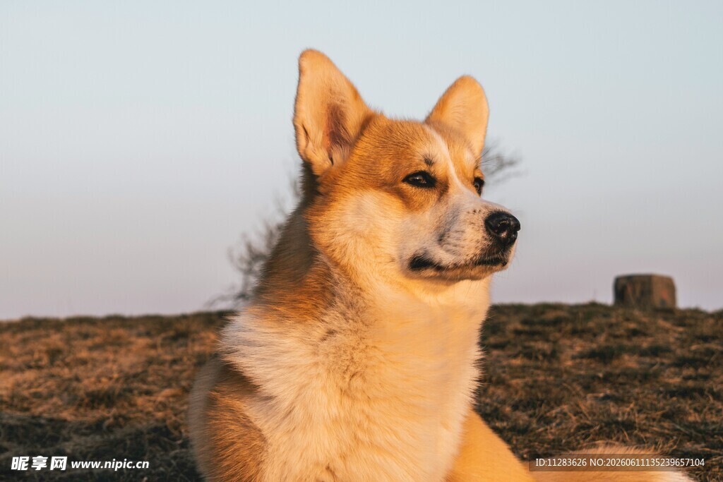 阳光下的可爱柯基犬