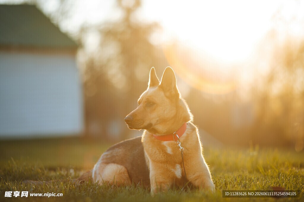 夕阳下的德国牧羊犬