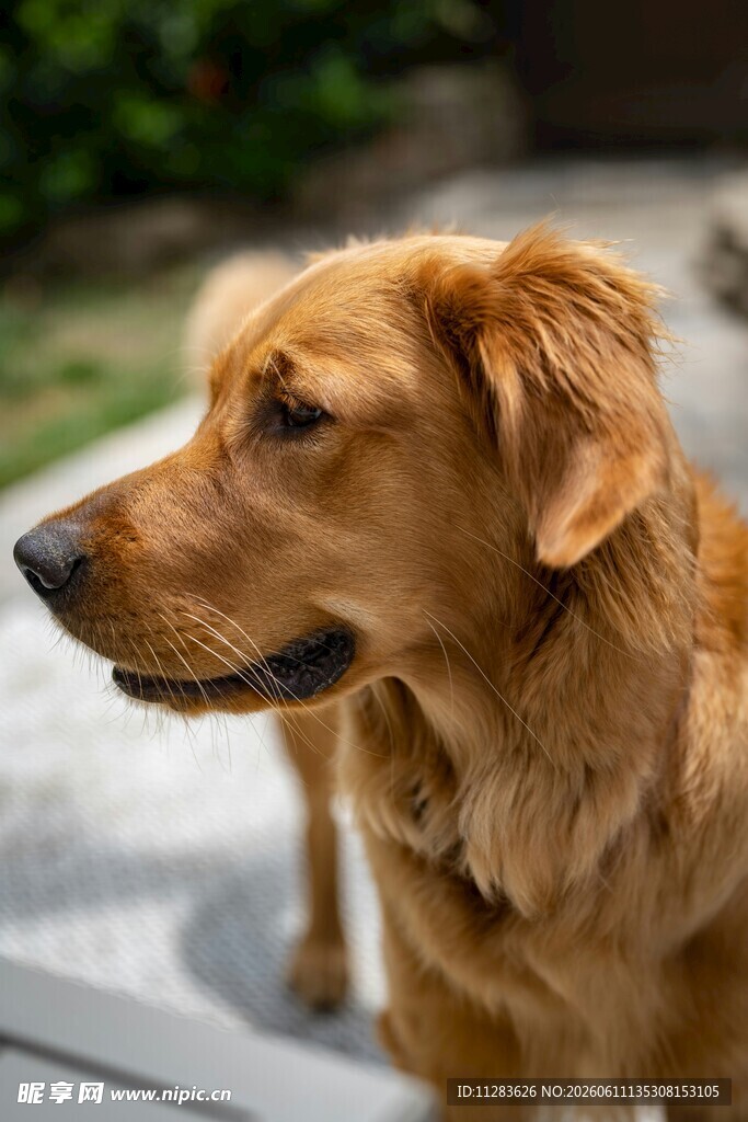 阳光下的金毛犬
