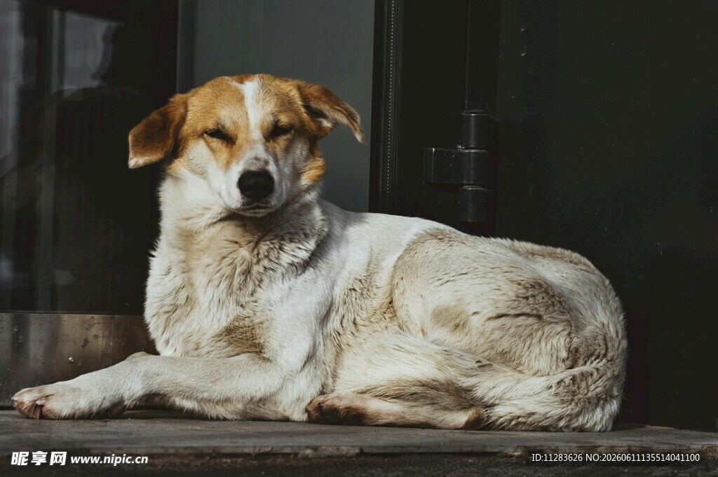 趴着的田园犬