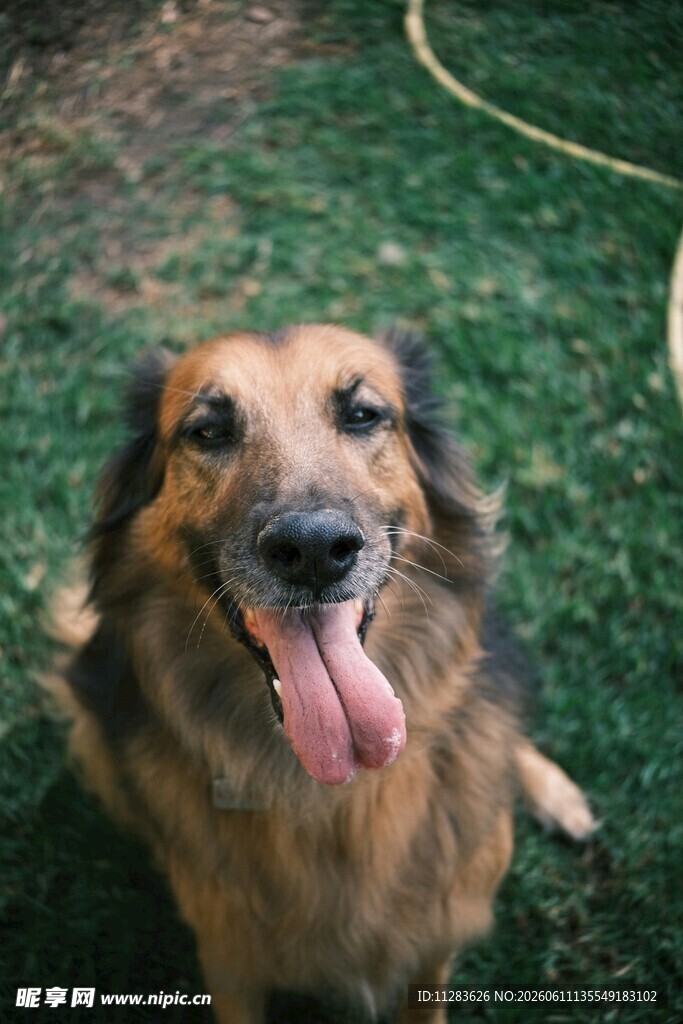 吐舌萌犬惬意户外时光