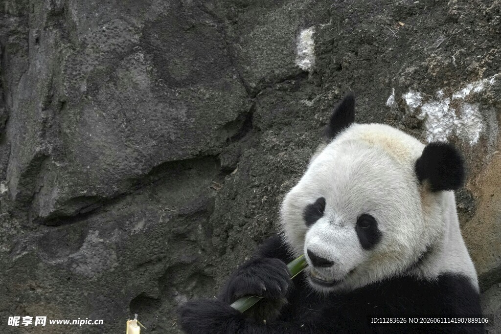 憨态可掬的大熊猫进食