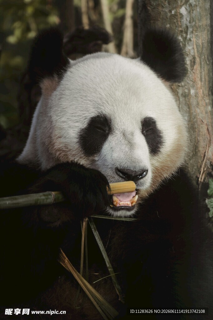 熊猫惬意啃食鲜嫩竹子