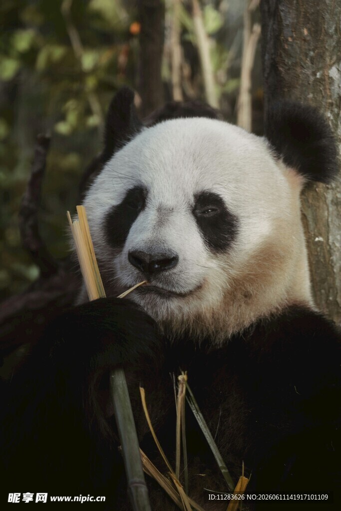 憨态可掬的大熊猫吃竹子