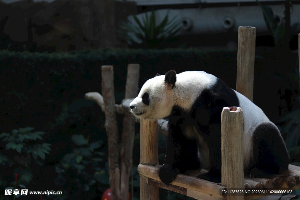 熊猫坐木架憨态可掬