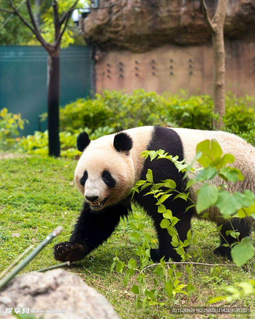 漫步草地的可爱大熊猫
