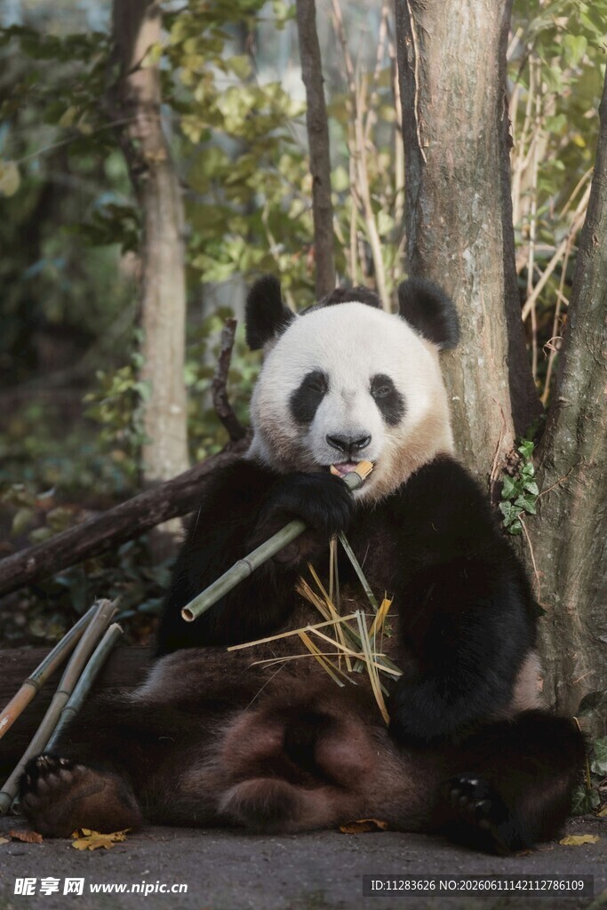 憨态可掬的大熊猫吃竹子