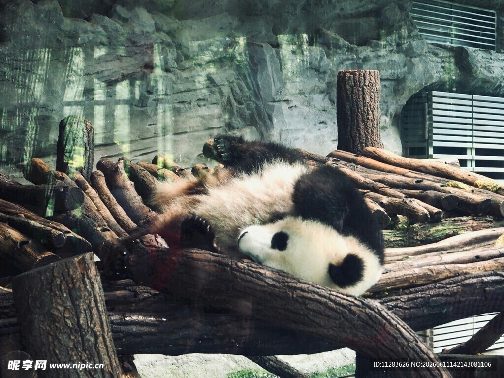 憨态熊猫惬意躺于木堆中