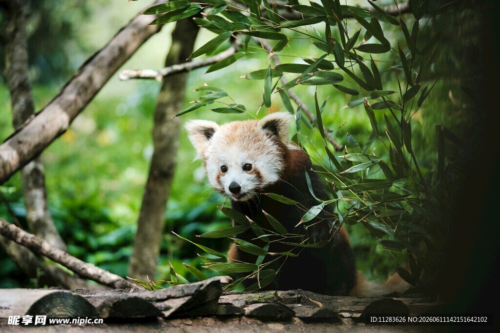 小熊猫藏身绿意之中