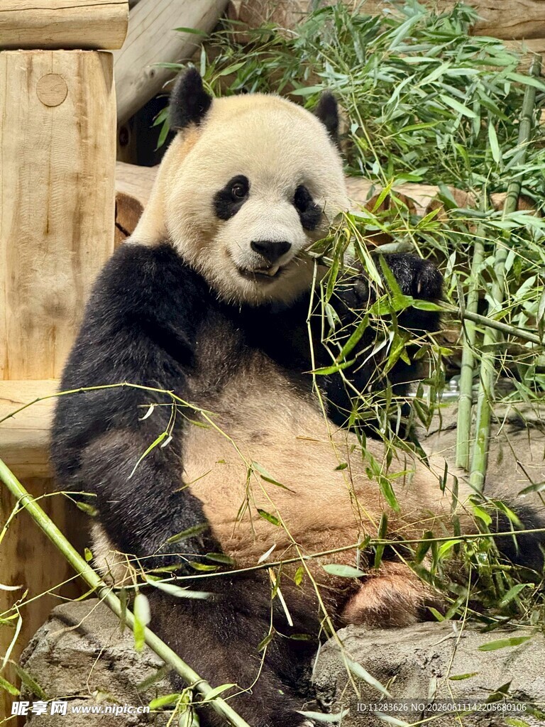 熊猫惬意享用鲜嫩竹子