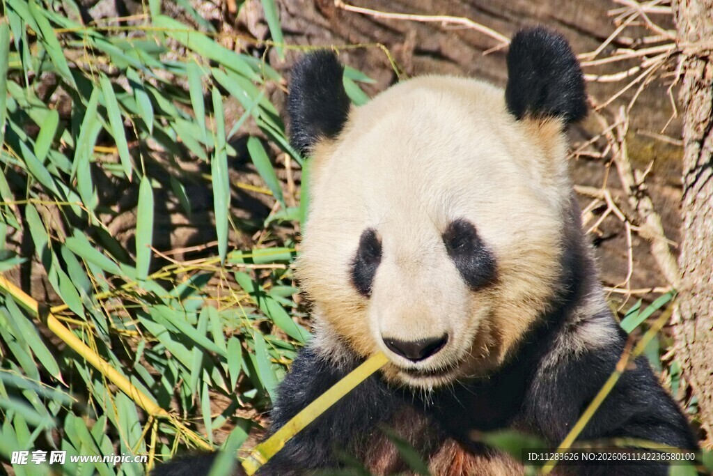 憨态熊猫嚼食鲜嫩竹子