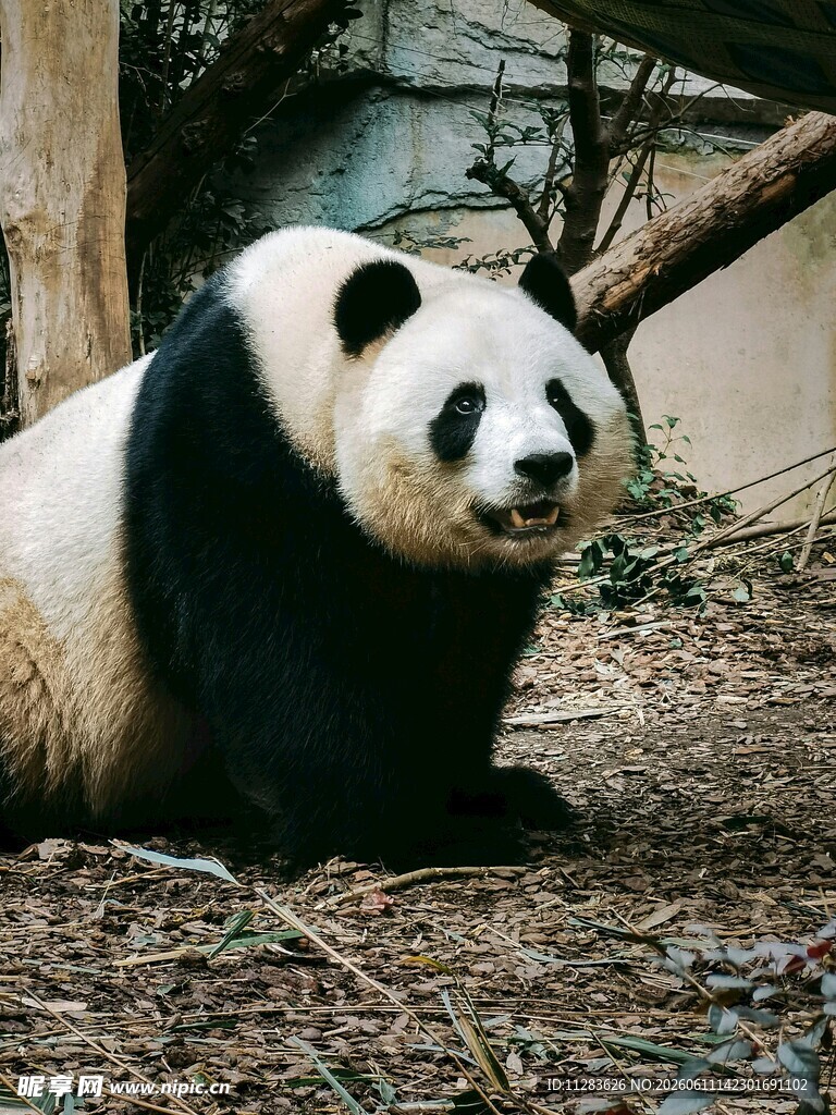 憨态可掬的大熊猫