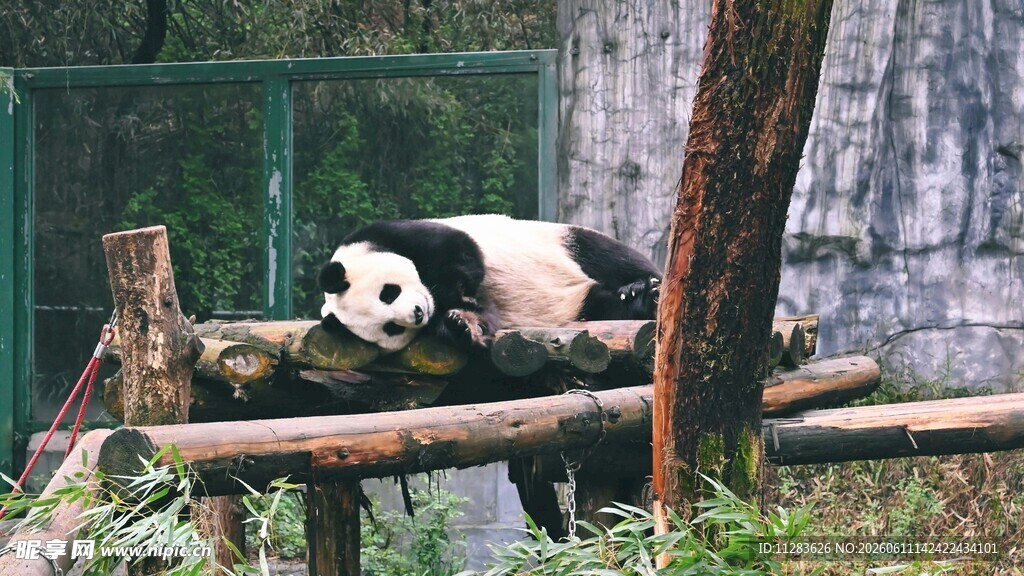 憨态熊猫悠闲趴木上