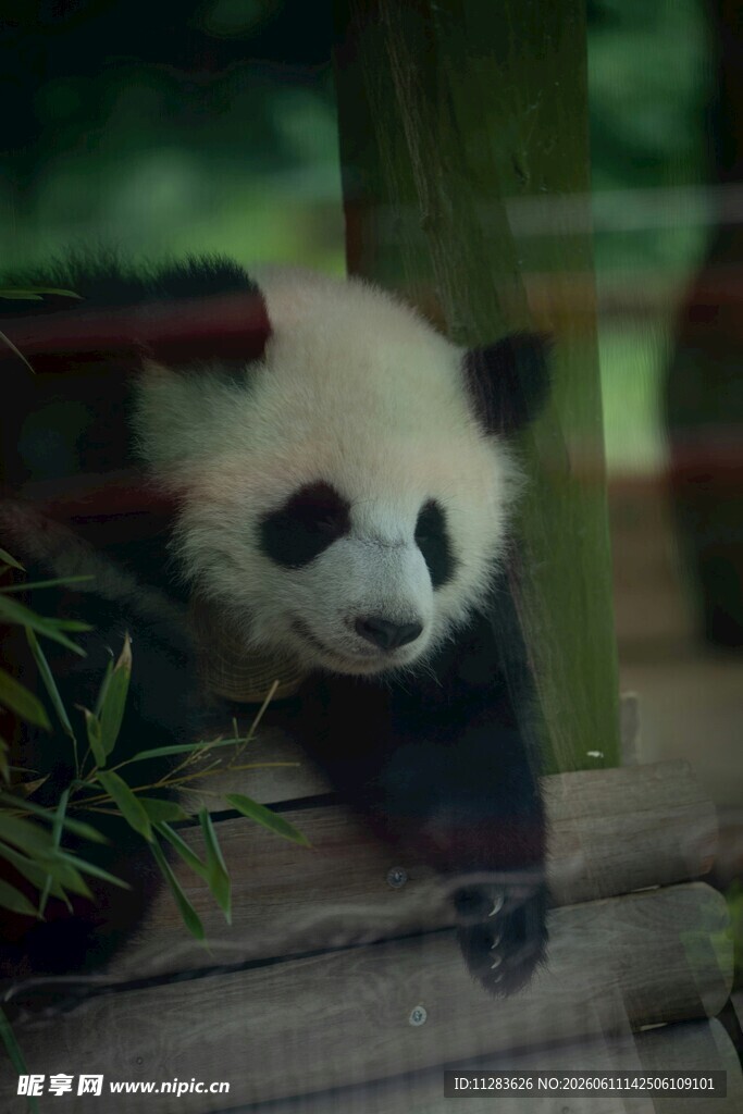 可爱熊猫趴在木台上张望