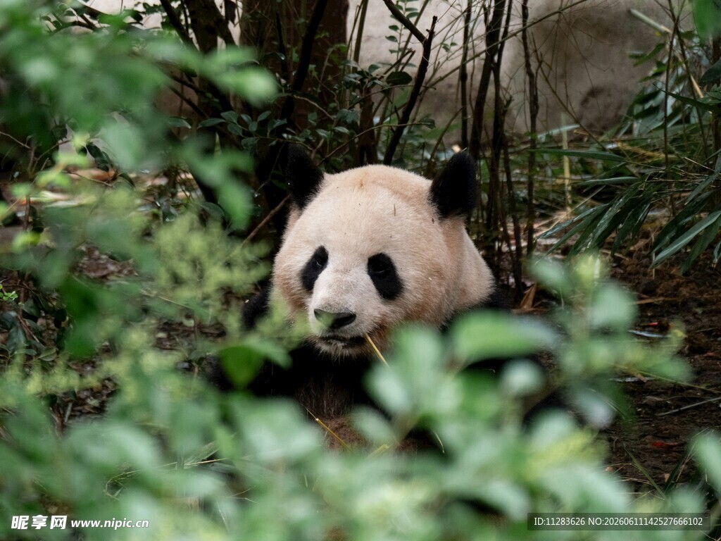 竹林中的可爱大熊猫