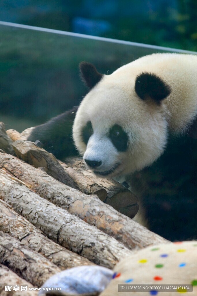 可爱熊猫于木堆旁休憩