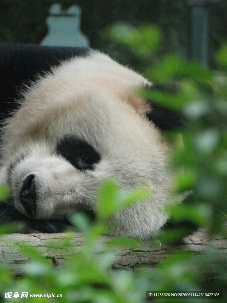 酣睡的大熊猫