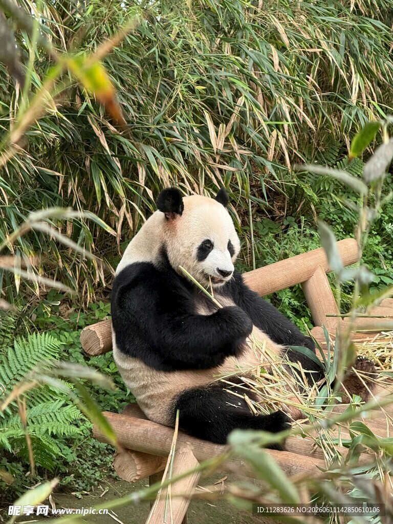 憨态熊猫坐于竹林享美食