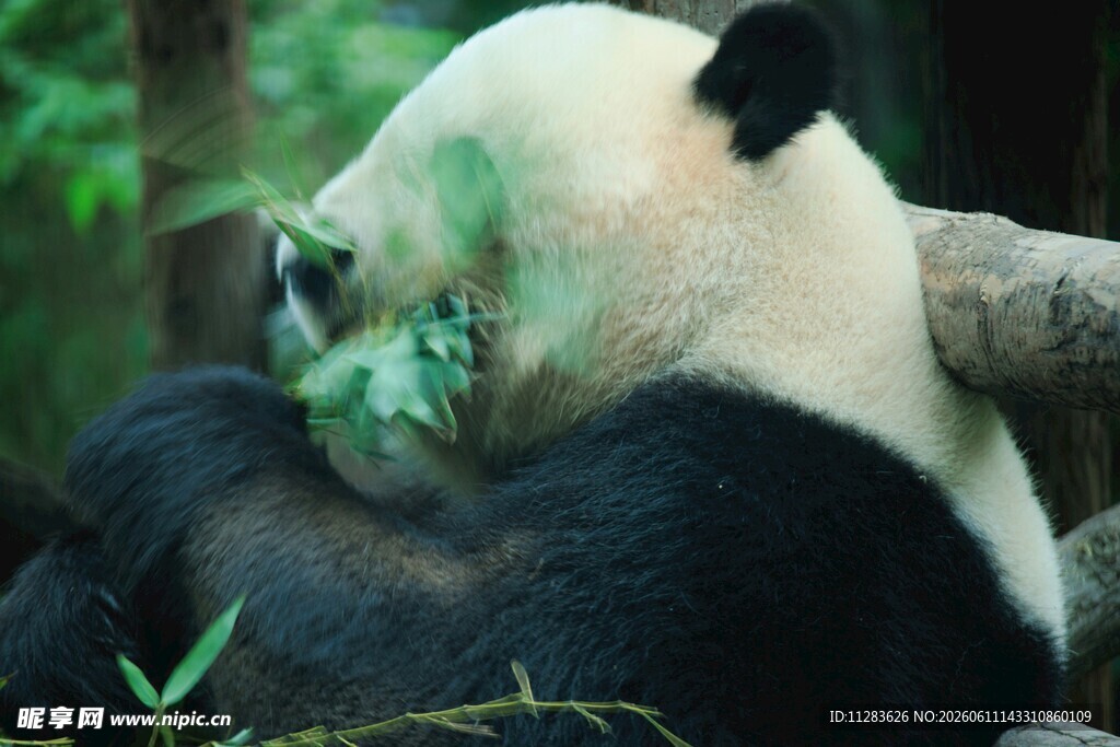 熊猫惬意进食翠绿竹子