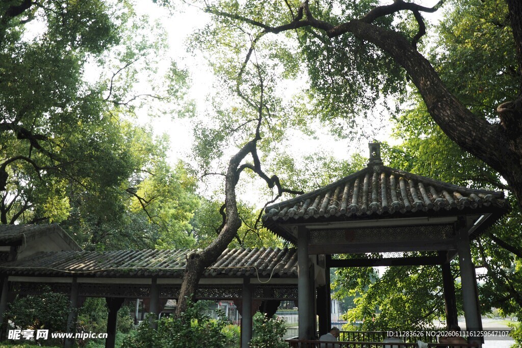 古亭绿树间的静谧景致