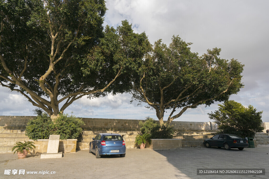 树下停车处的宁静景致