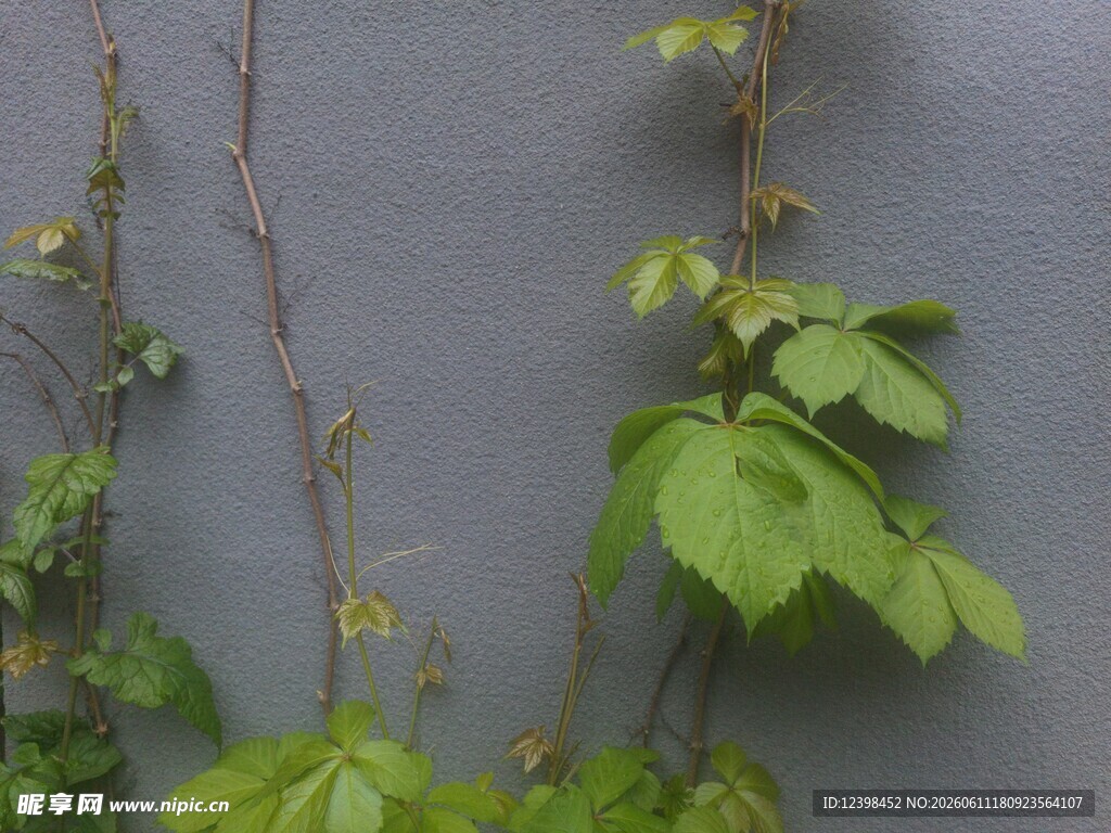 爬山虎植物