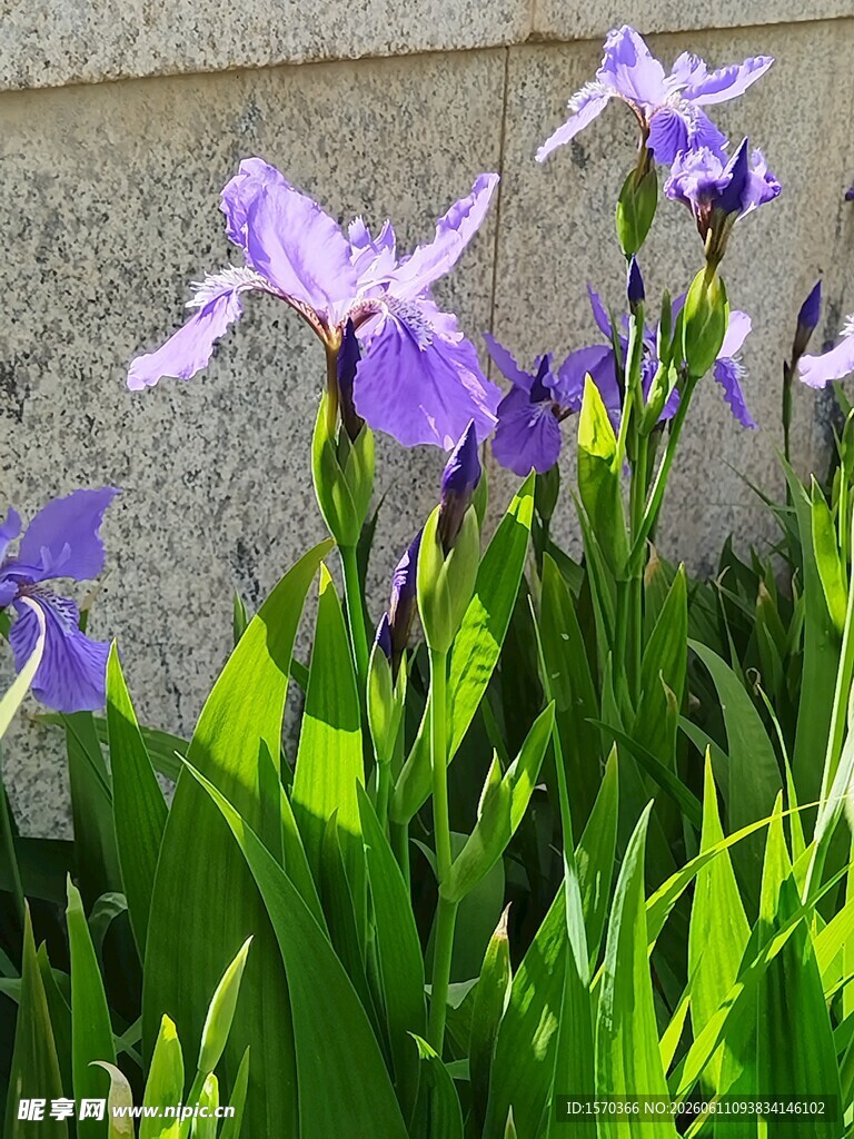 紫色鸢尾花绽放