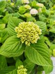 绿叶簇拥的绣球花