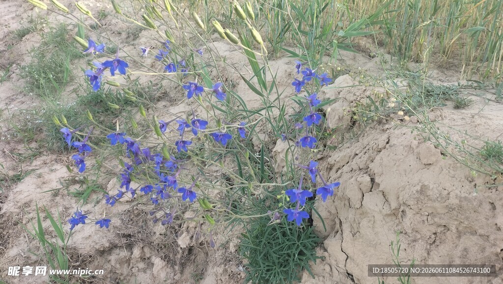 蓝花绽放于荒芜之地
