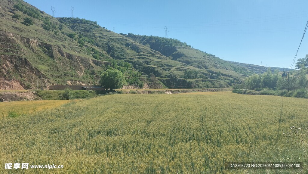 绿色麦田与远处山峦风光