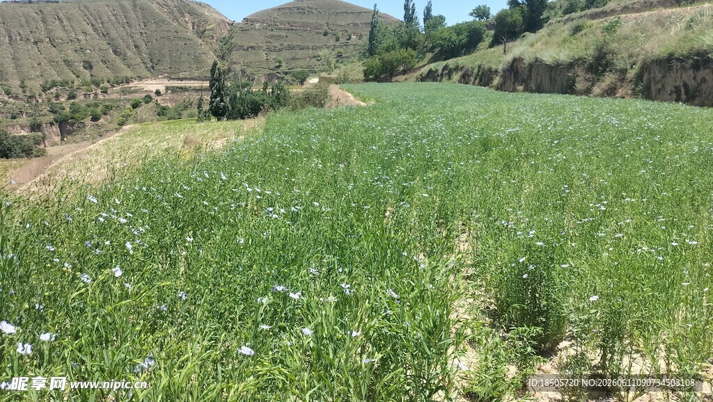 葱郁绿色的胡麻花田
